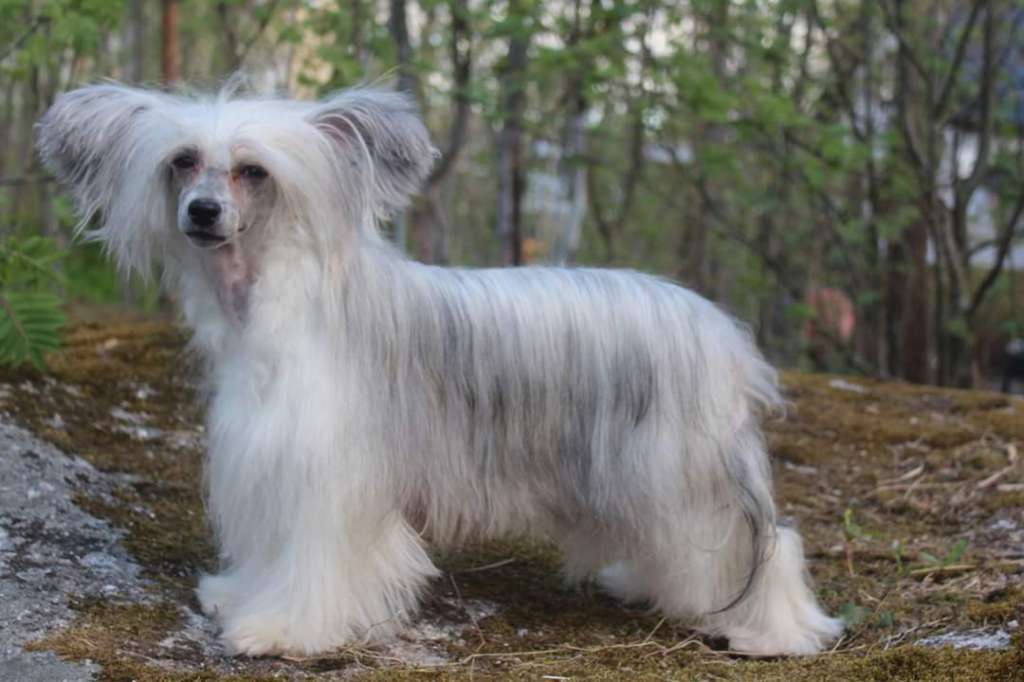 Hebblas Soul Symphony