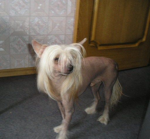 Bur-mari-and I Bis Marshal Tangerine