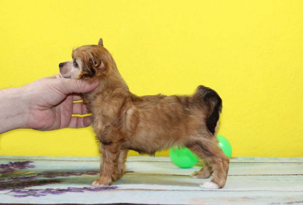 Charuyuschiy Soblazn Rising star Alexa