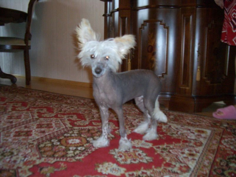 Rouber Balt Dzoker Mit