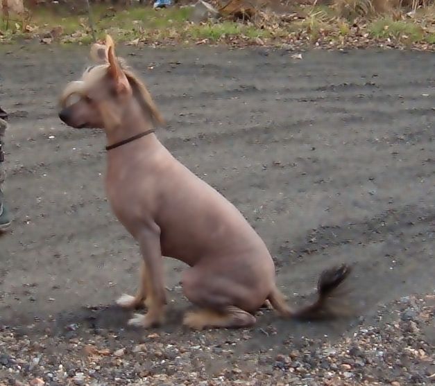 Sasquehanna (FCI) Szlem