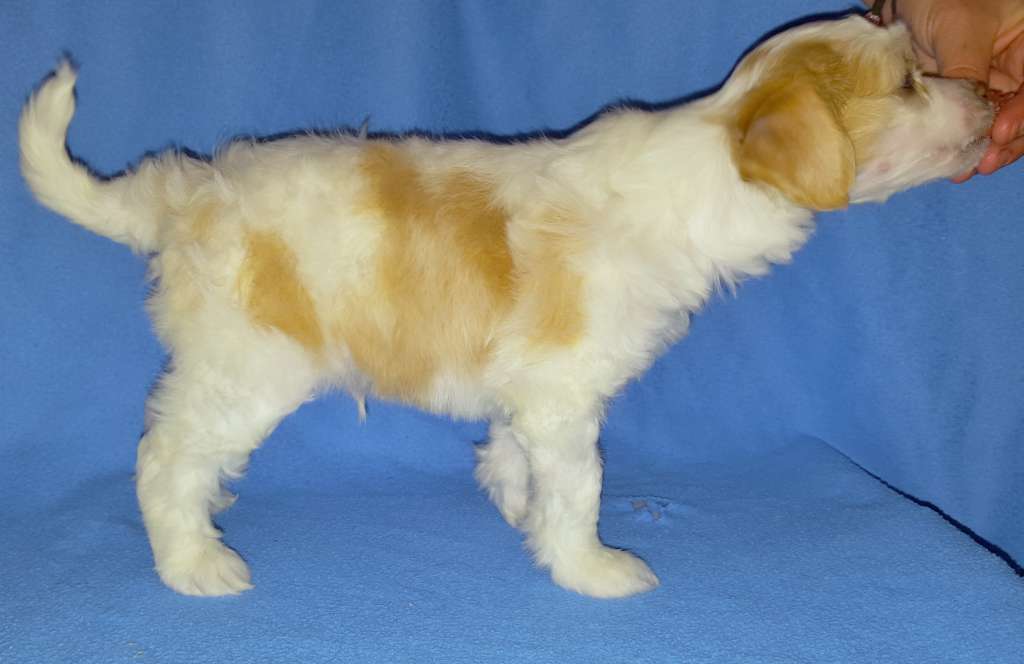 Andrakebyn's Bed Of Roses