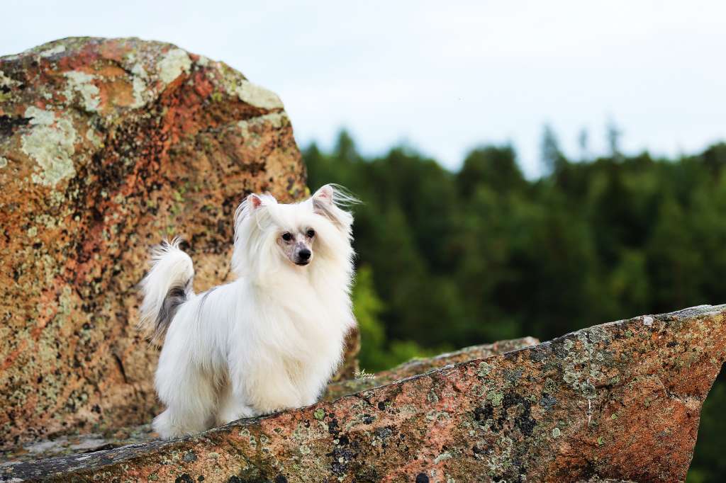 Chinese Line Californication