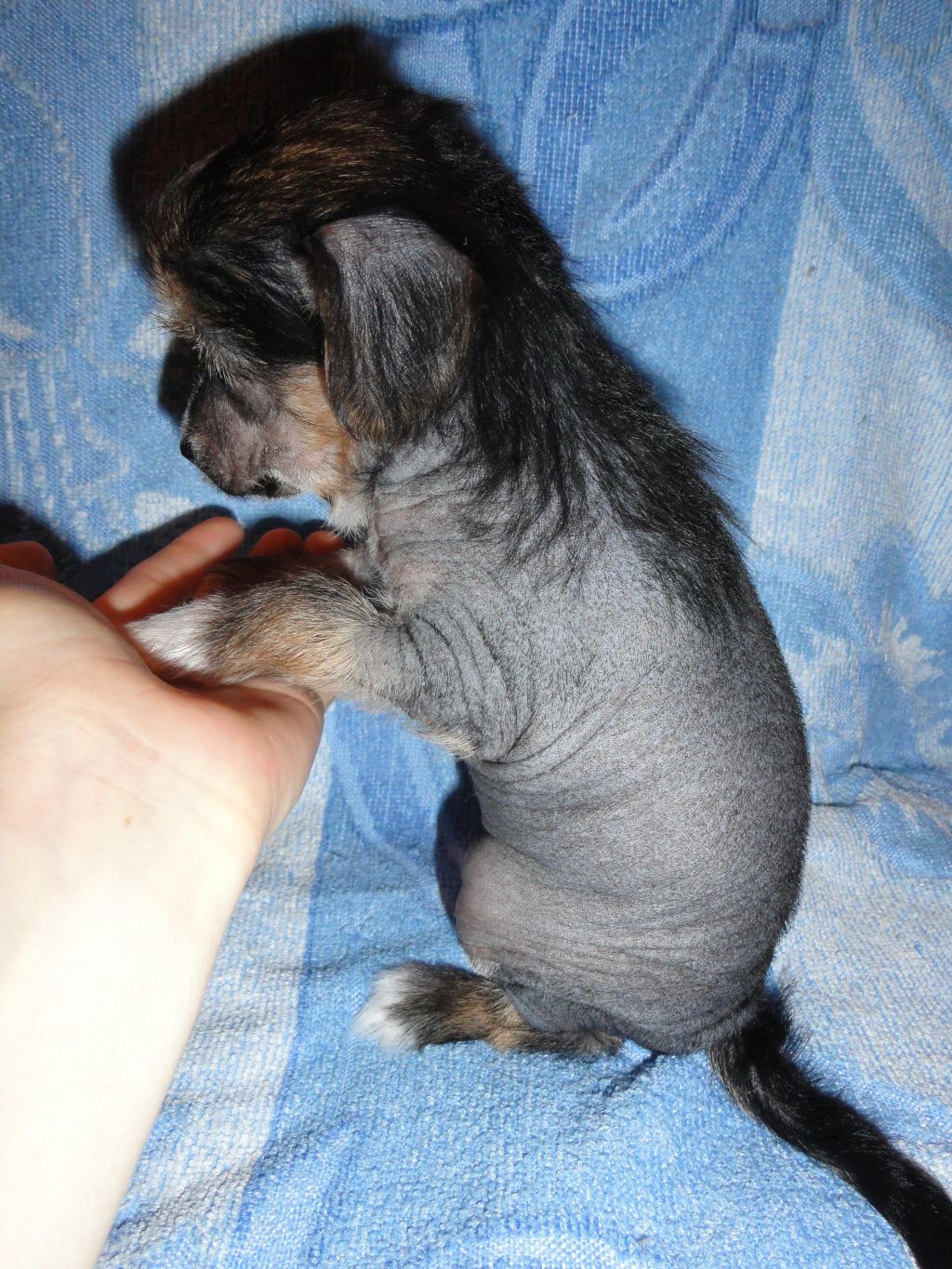 Rus Terra Tarja Suomi