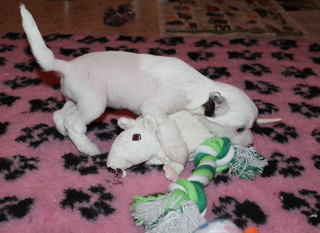 Laronja's Smack The Pony