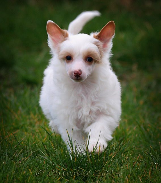 Shamusajo's Grace-Gienah