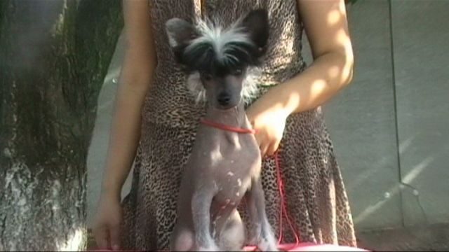 King Glamour Molosos Gratzi