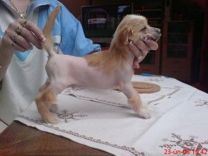 Artus Cechovo Kvitko