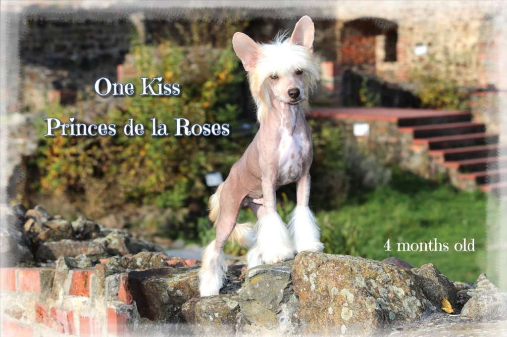 One Kiss Princes de la Roses
