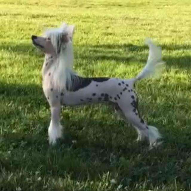 Valkrest Rockefeller center