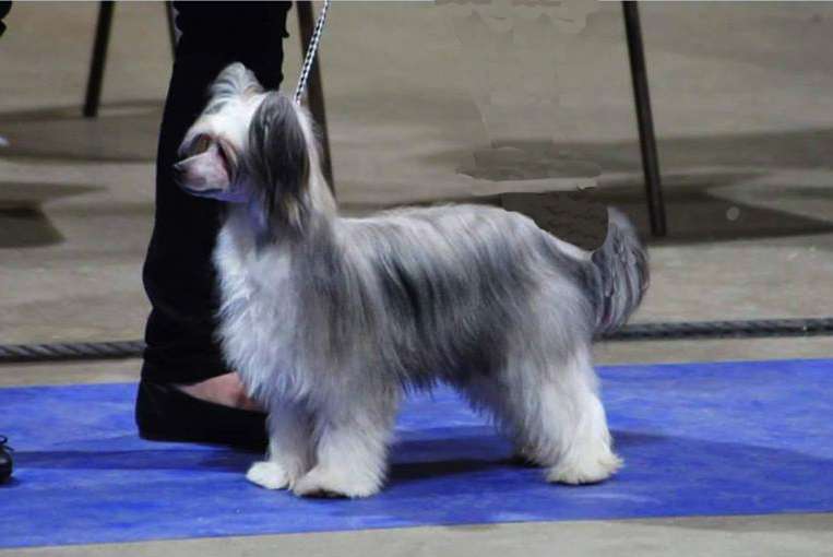 Parcauwen Crazy Secret Jem Among Michadaine JW ShC