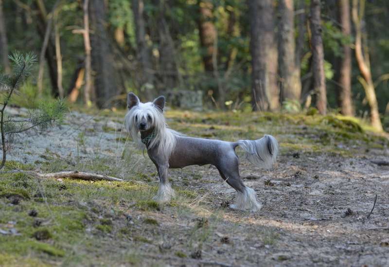 Zawieja z Lowickiego Ksiestwa