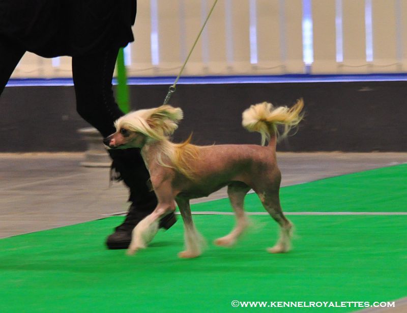 Meadowwood's Delicate Delight 