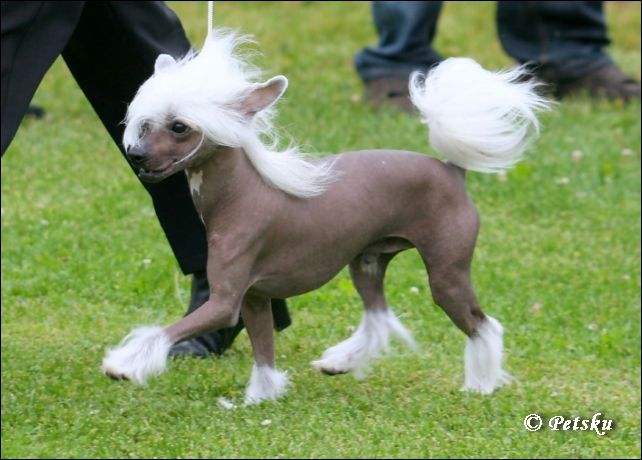 Dragon Moon Bring Me Magic