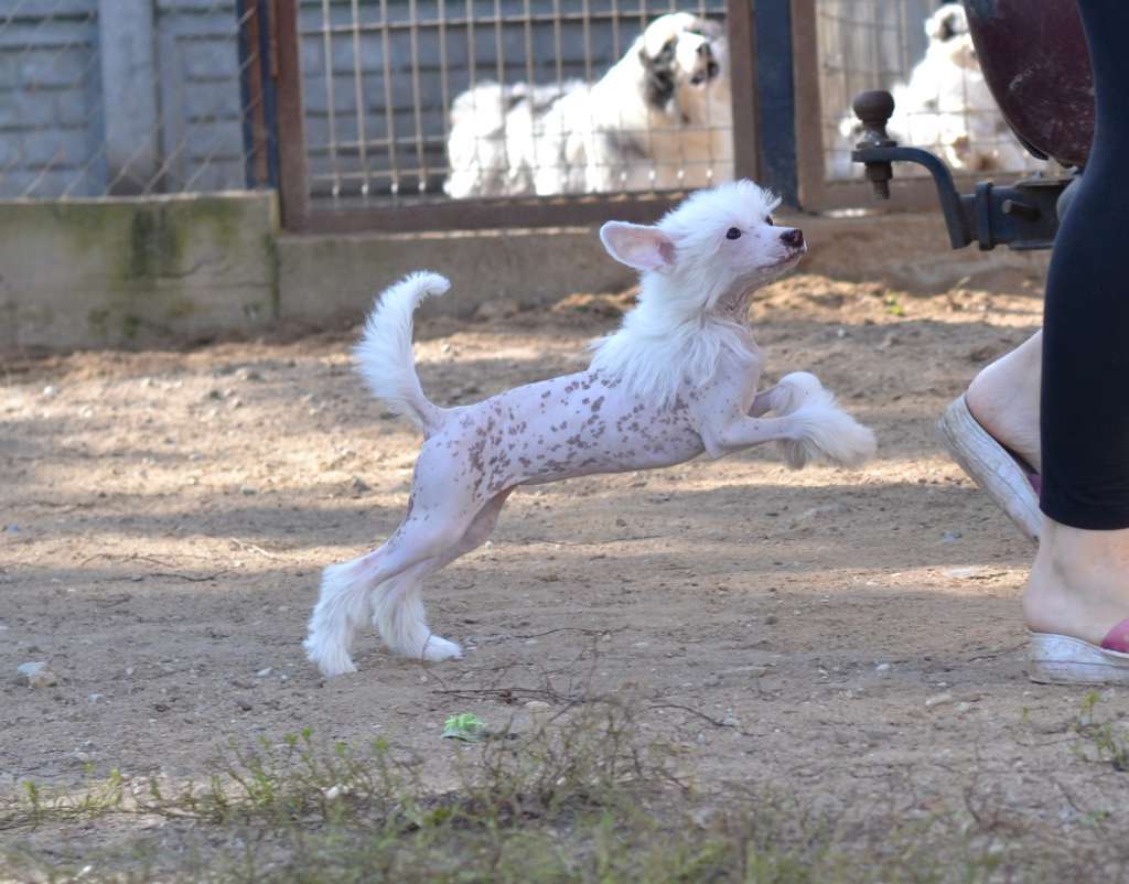 Evridika iz Sozvezdiya Khana