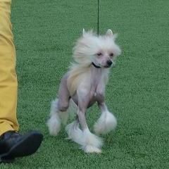 Birchvolgyi-Red Hot Chilli