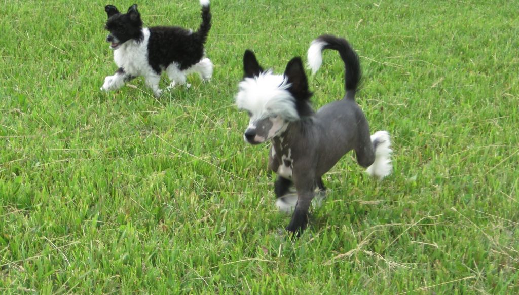 Breezy Meadows Cresteds Shoulda Seen The Other Guy