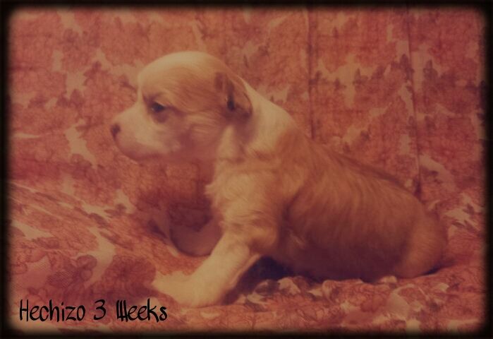 Hechizo de le Chien Bourjois