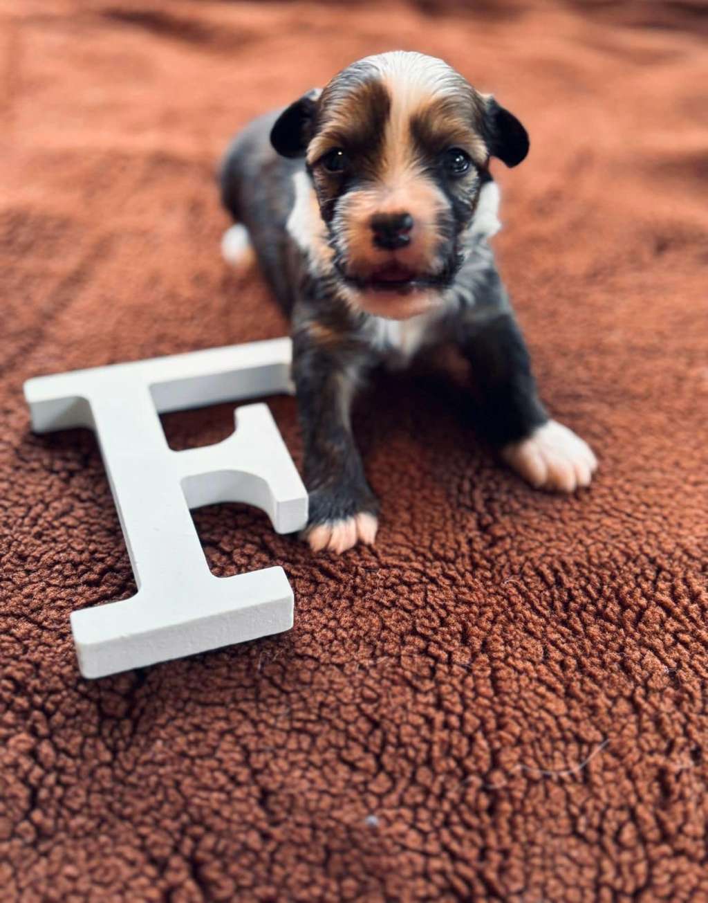 De Cabanelas Freedom