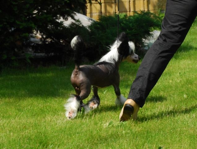 Golden Diamond Cresteds Jackinblack