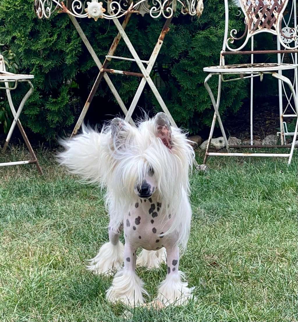 Miniatura Club Pulcheria