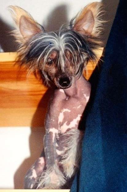 Sasquehanna Egzotyka