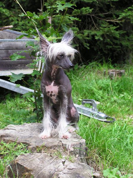 Holla Chica Avokaduh