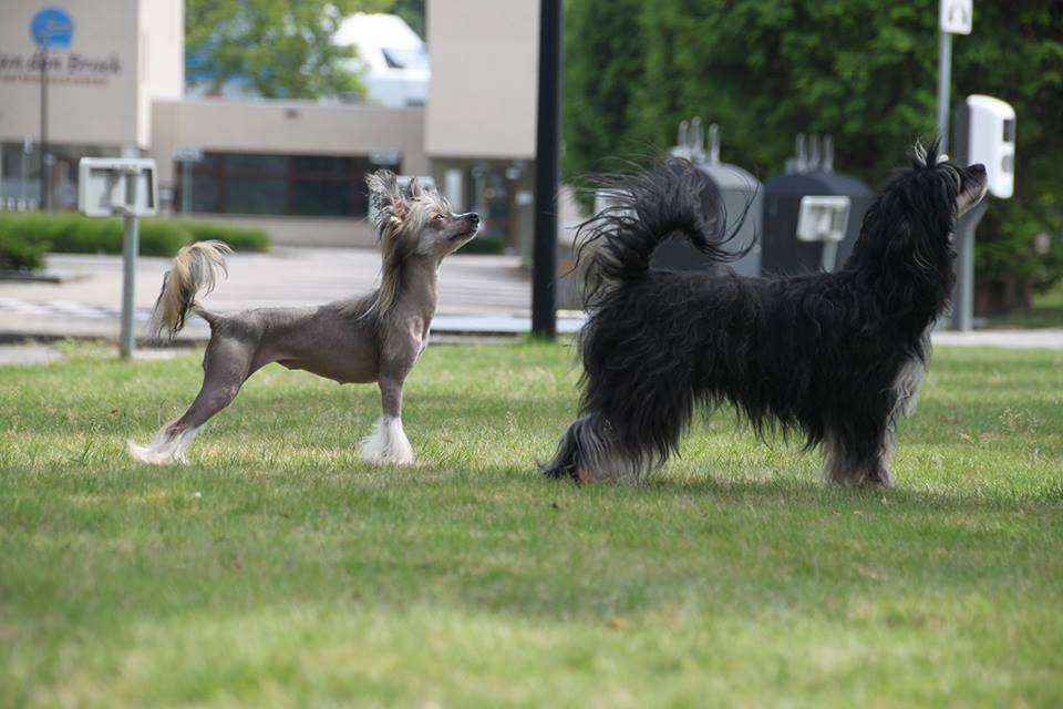 One Big Wish Princes de la Roses