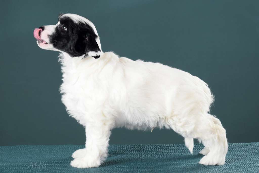 TnTcrested Catch me if you can