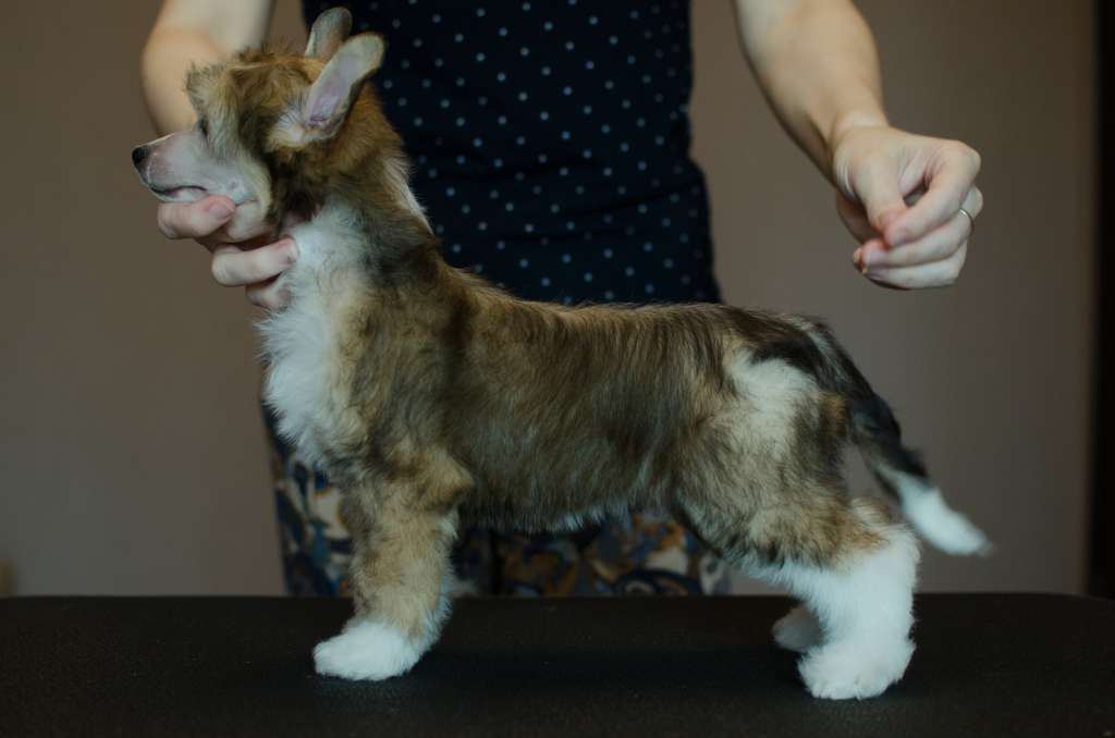 Anna Sky Kennel Share The Love