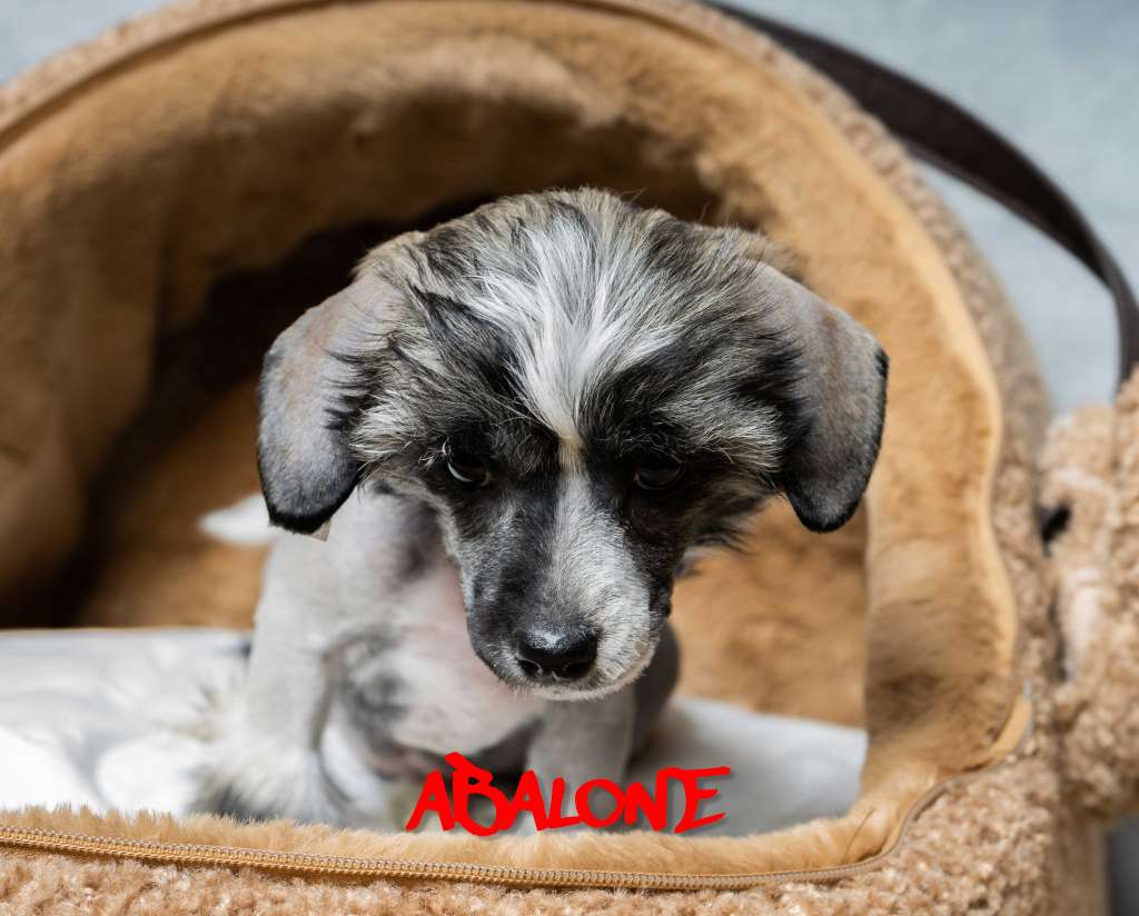 Abalone von der Luisenwieke