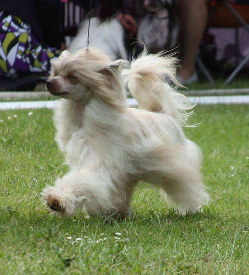 Sunstreaker Cocoa Rush