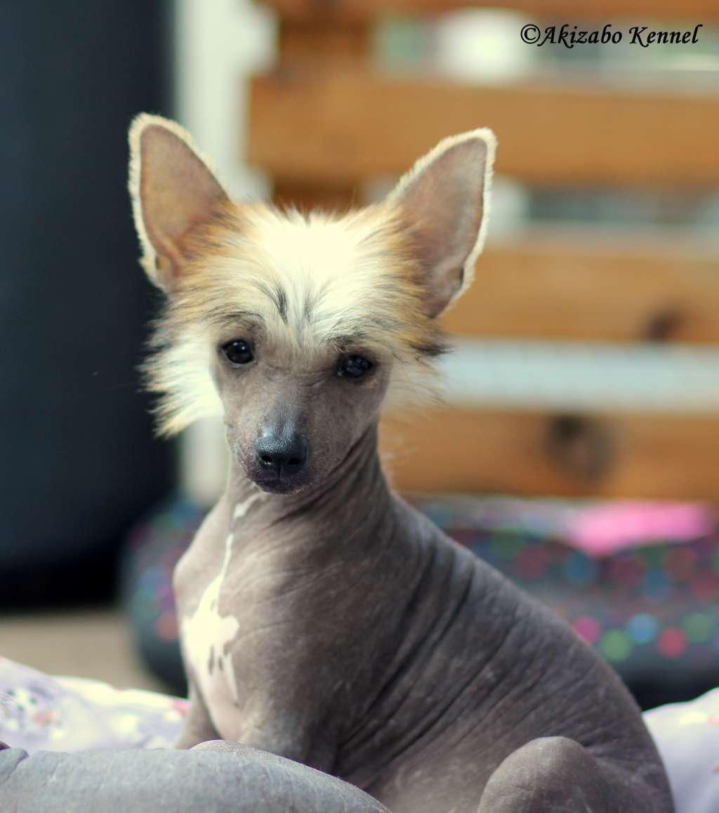 Lou Insolite Familier