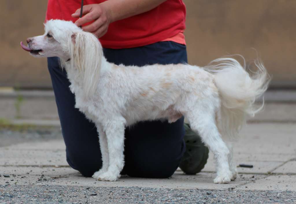 Maybell's Little Snowball