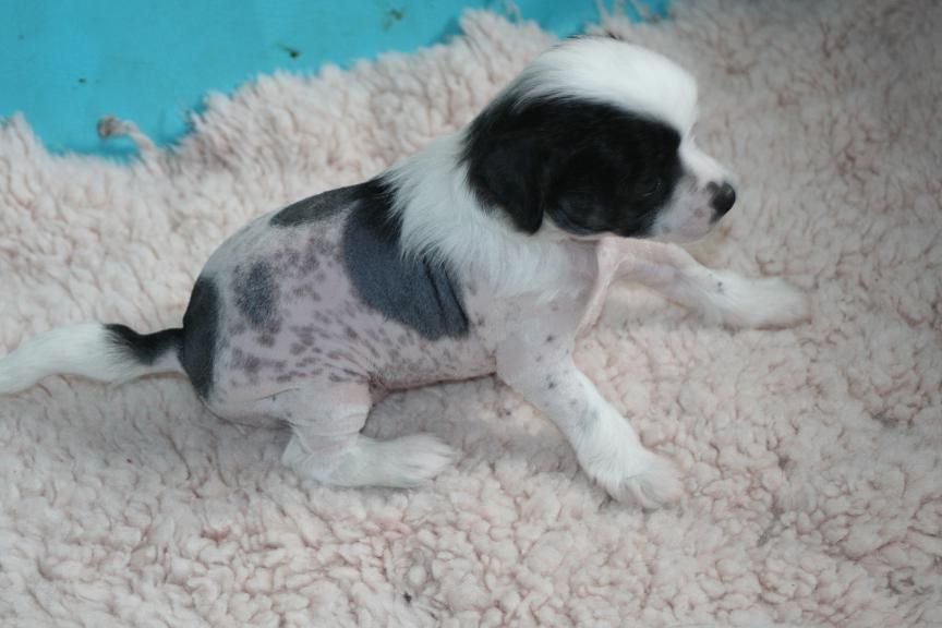 Smedbys Maker's Mark