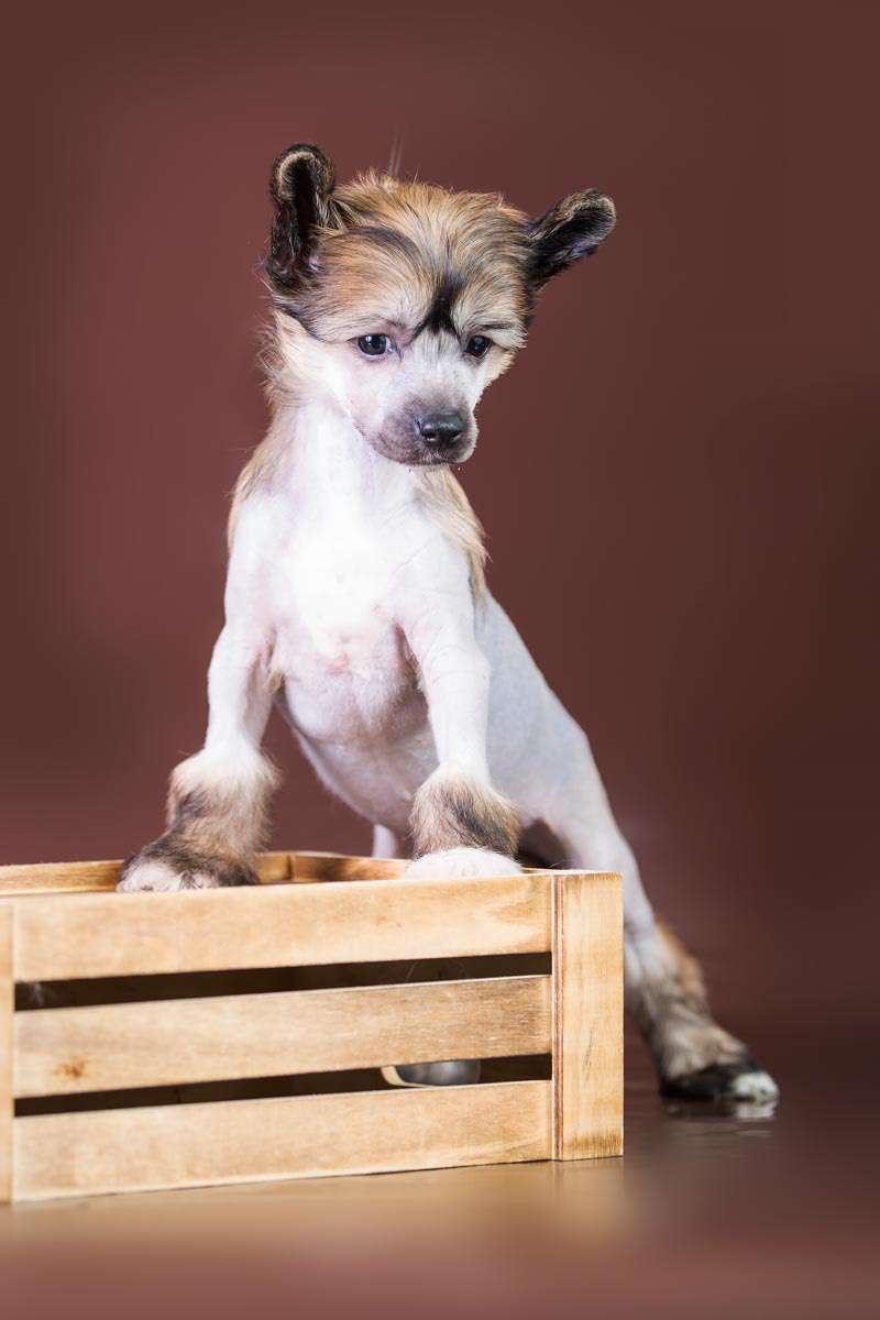 Davil s Ostrova Utrenney Zari