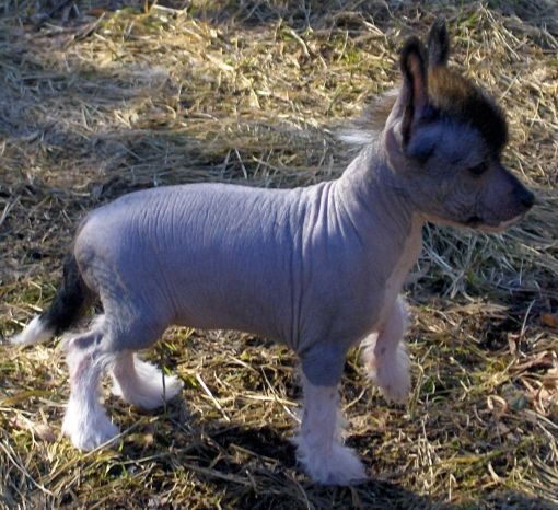 Tippytoes Clementina