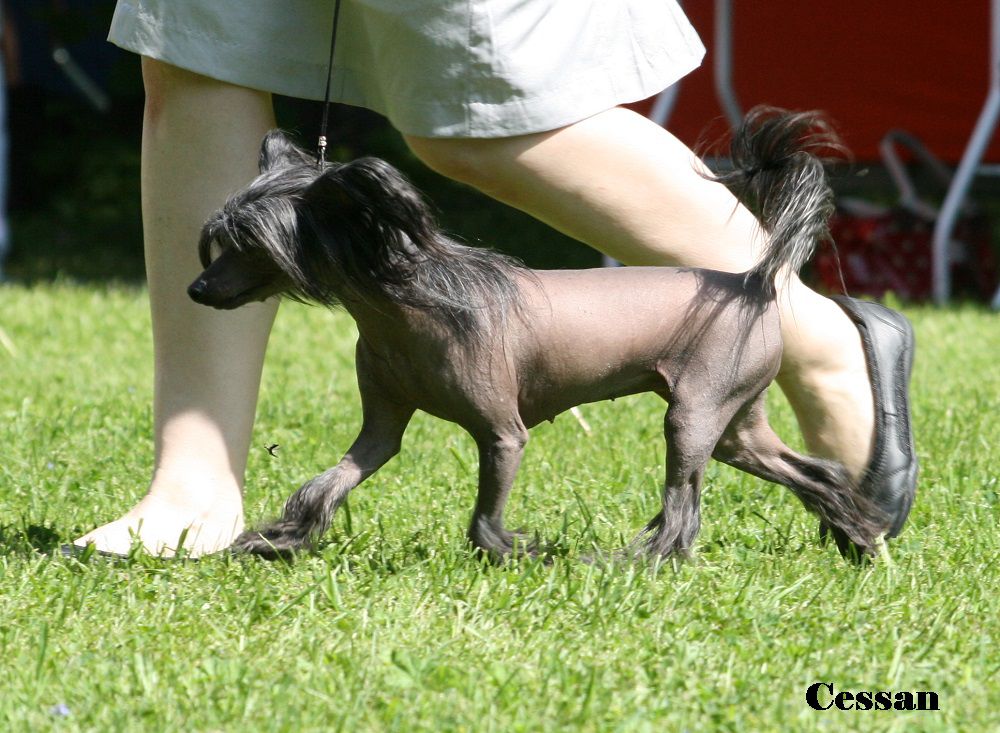 Twilight Dreamstar's Tequila