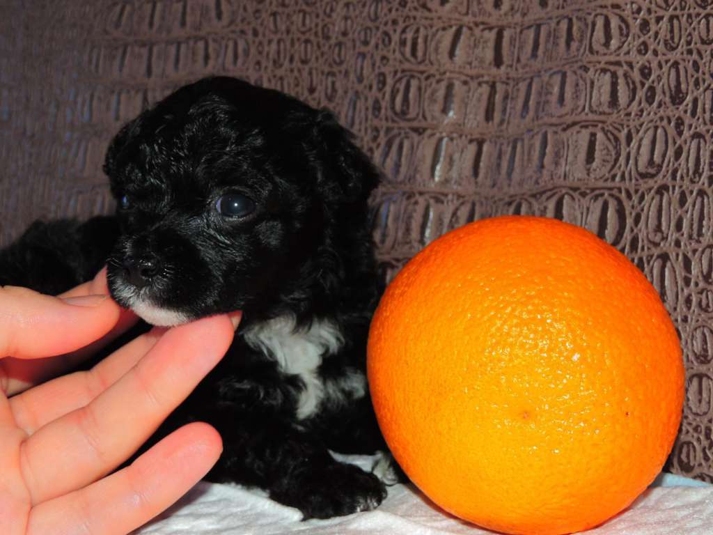 Kanis Ventus Elaniya