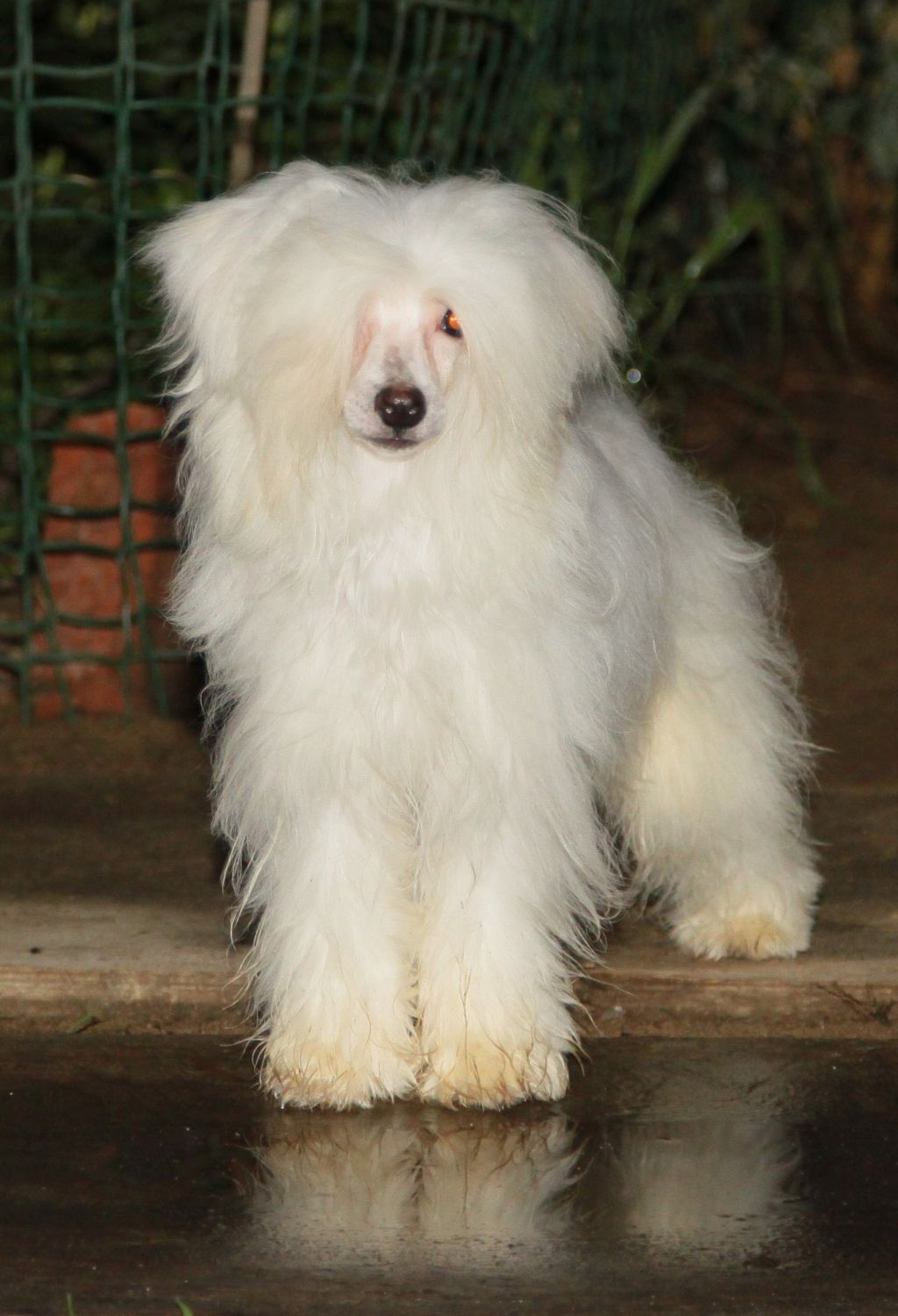 Premier Mari Sebast'yan