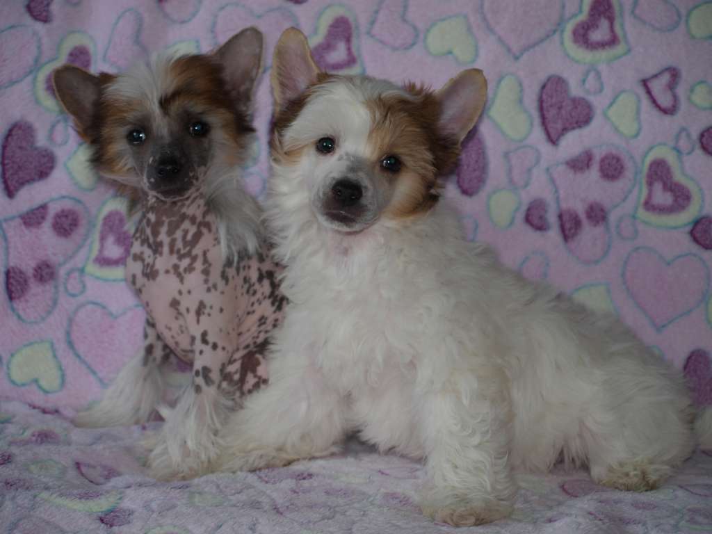 Dante Clary Aldrigen