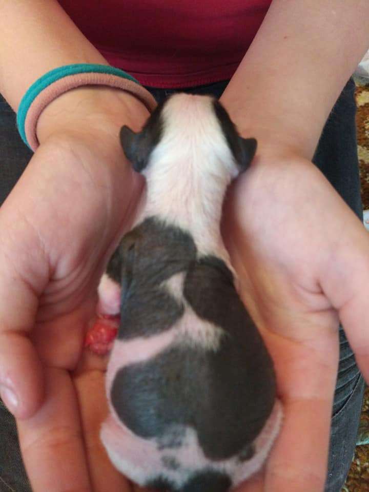 Chris z Jestrebiho kralovstvi