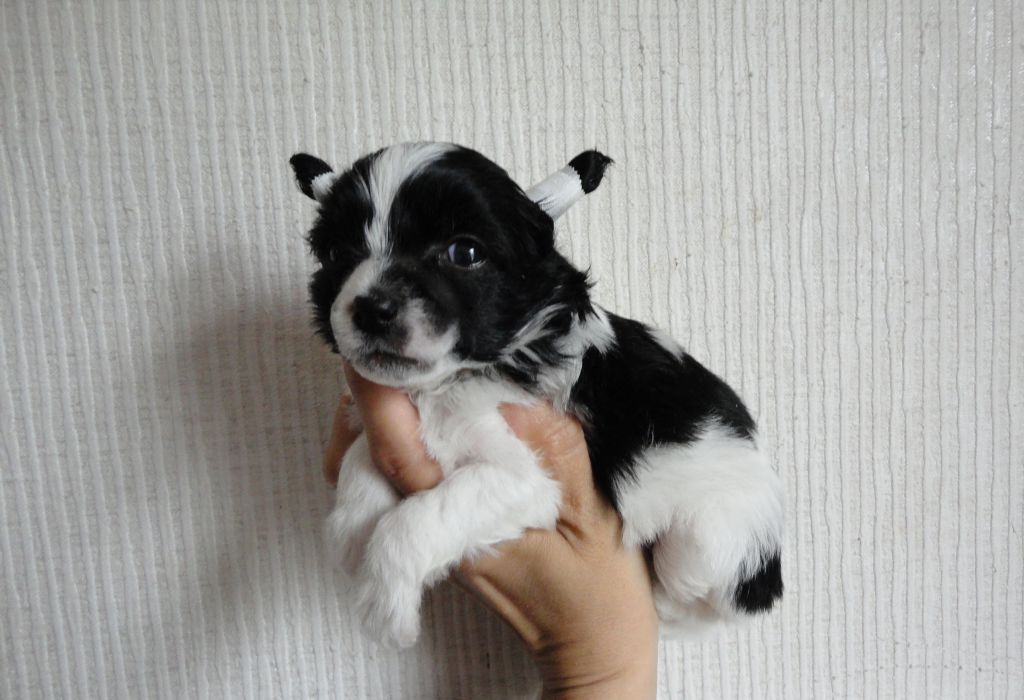 Amalia Bonus Westtai