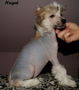 Nugat Beautiful Great Dane