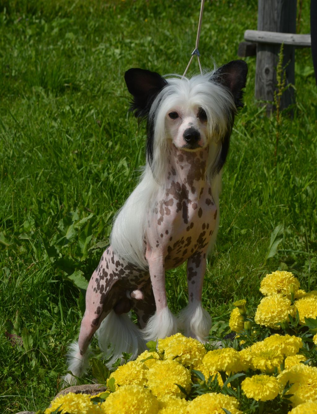 Opus Palmare Baloven Sudbi