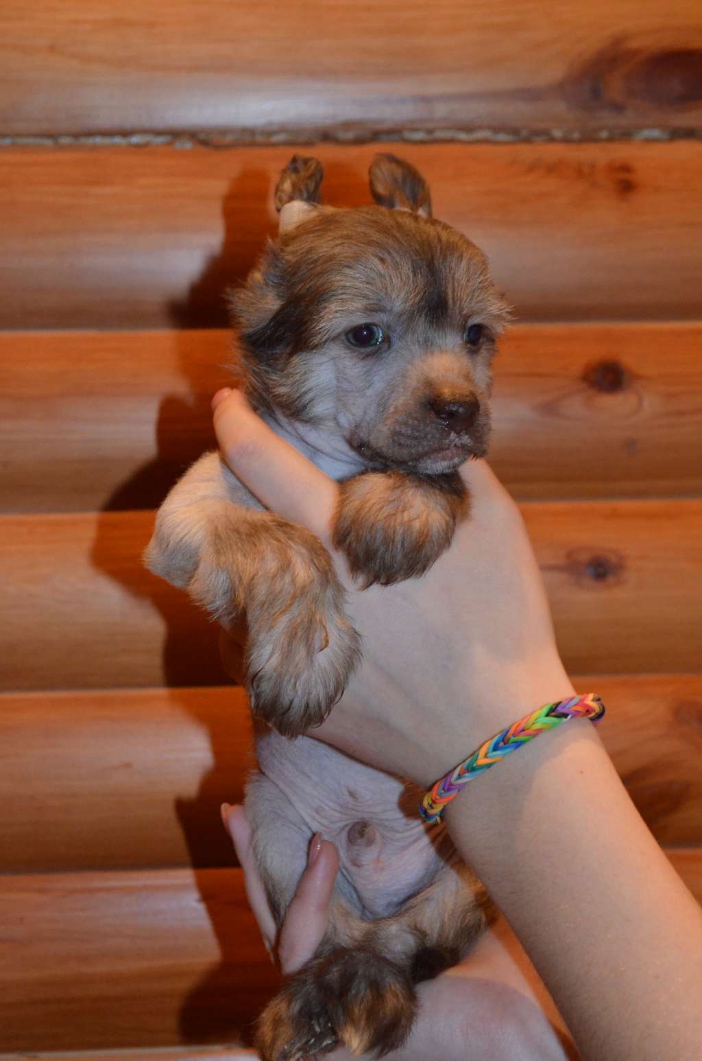 Ognenny Lotos Es Eden Lais