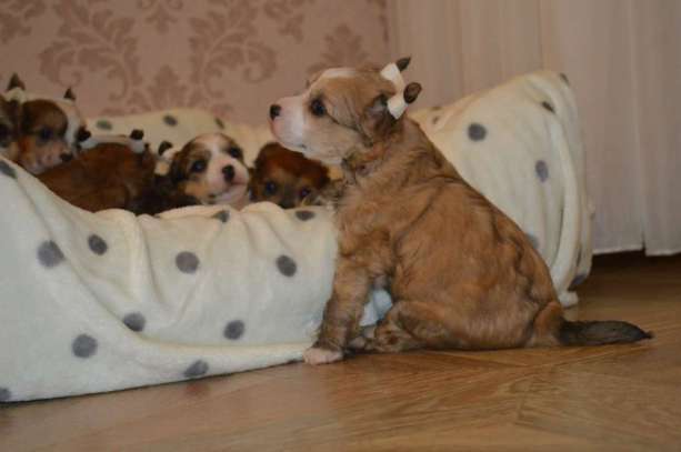 Ogni Stolitsy Djerom