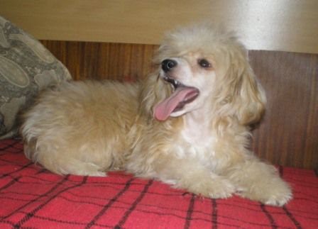 Sharlotta Lunar Sonata