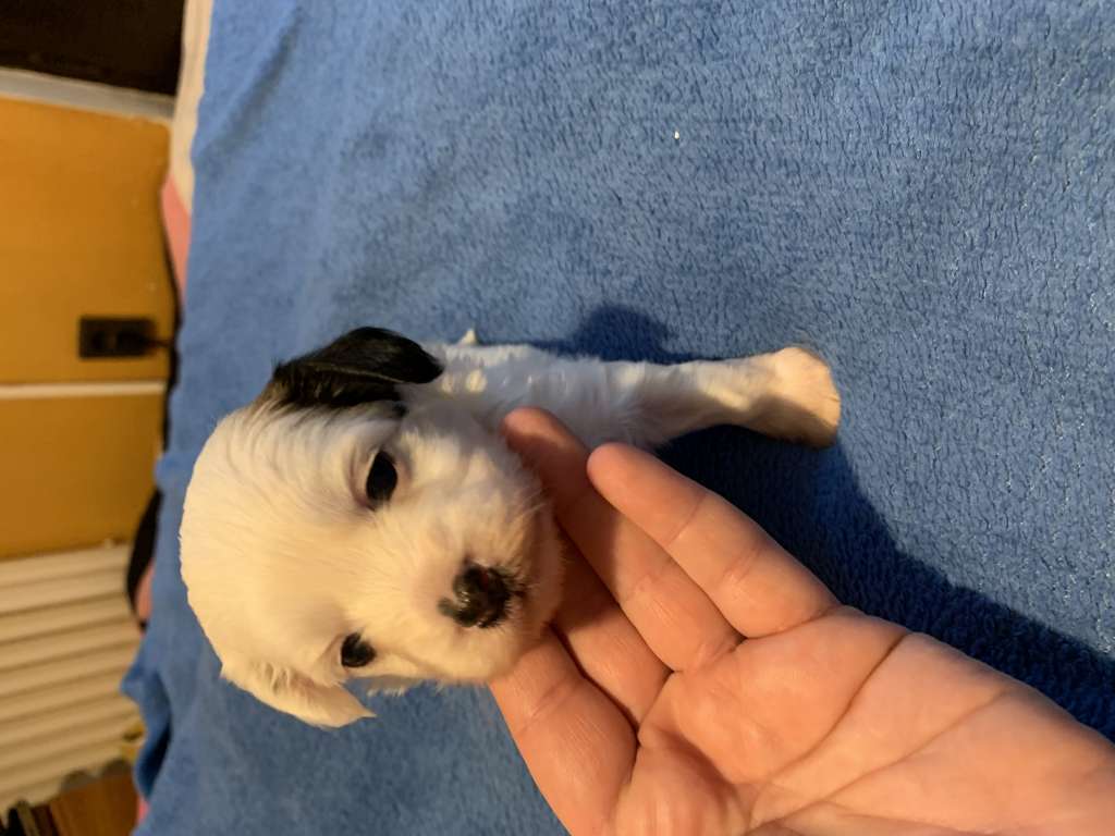 Chicavallo Cream Brulee