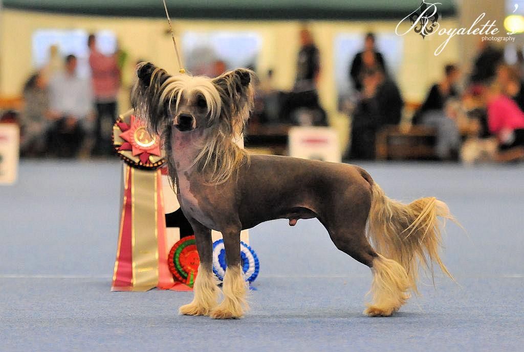 Sunstreaker Jedi Mind Trick